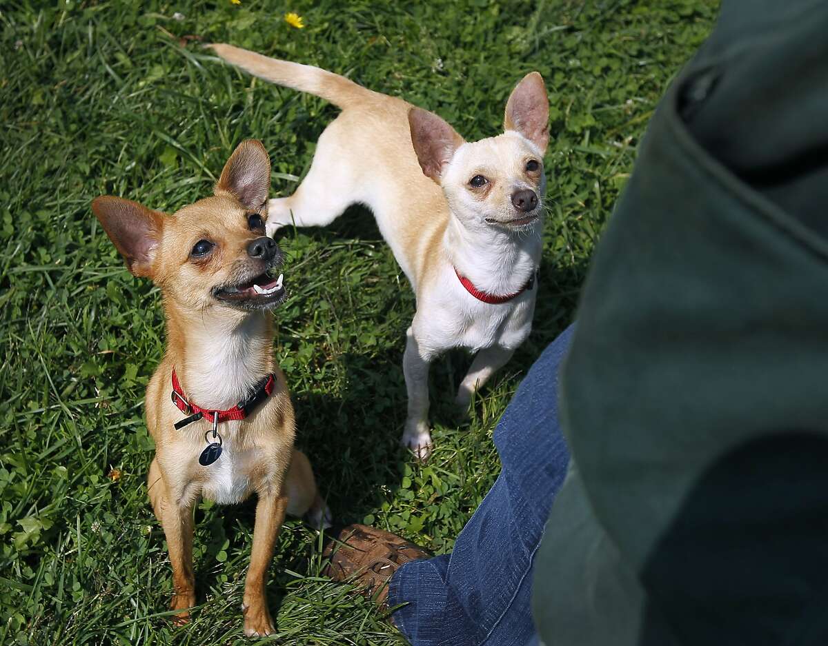 Thousands of stray Chihuahuas roam Bay Area neighborhoods