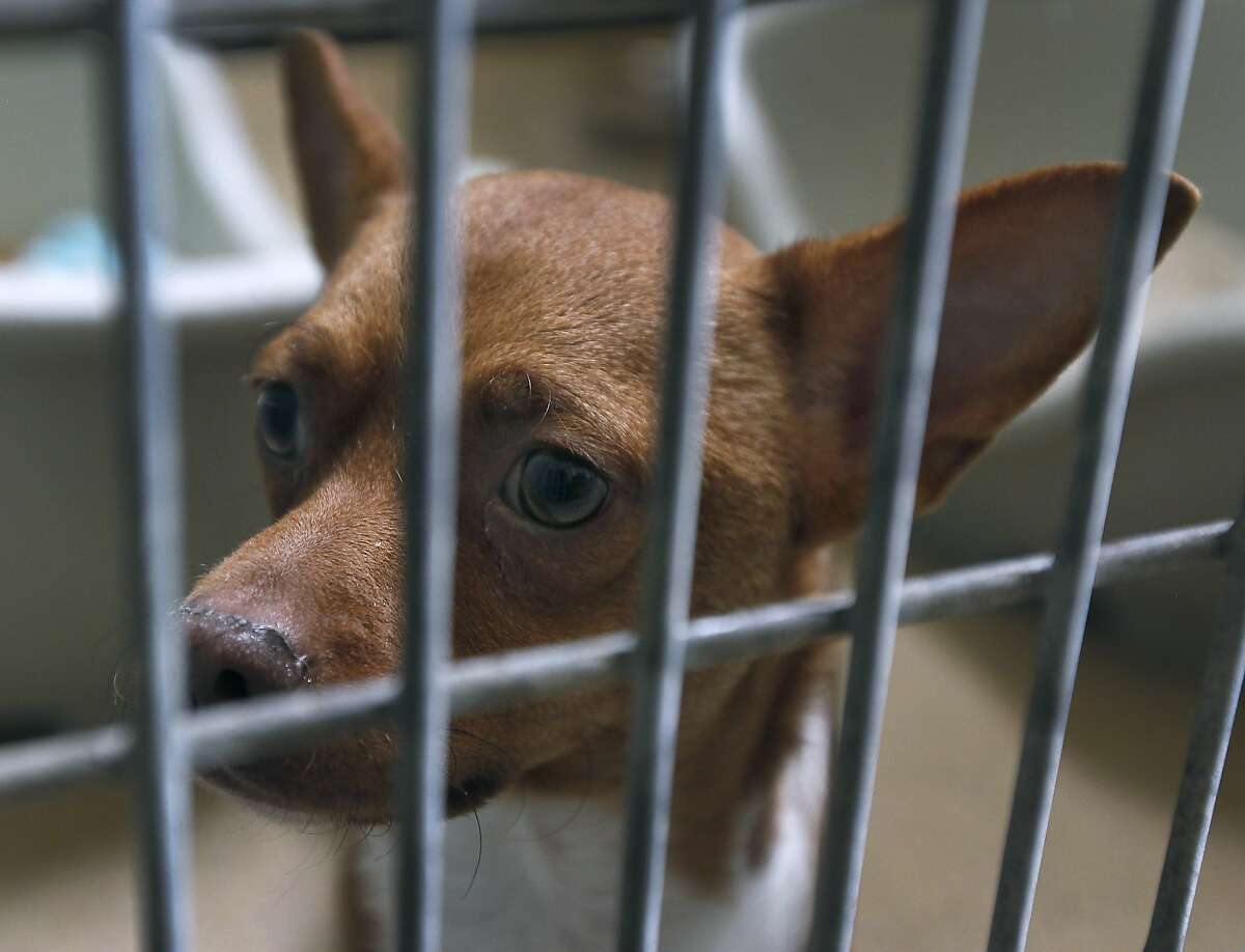 Thousands of stray Chihuahuas roam Bay Area neighborhoods