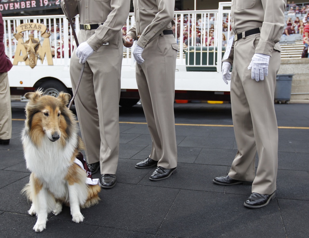 Texas A&M's first ever female mascot handler shows what it takes to care  for Reveille IX