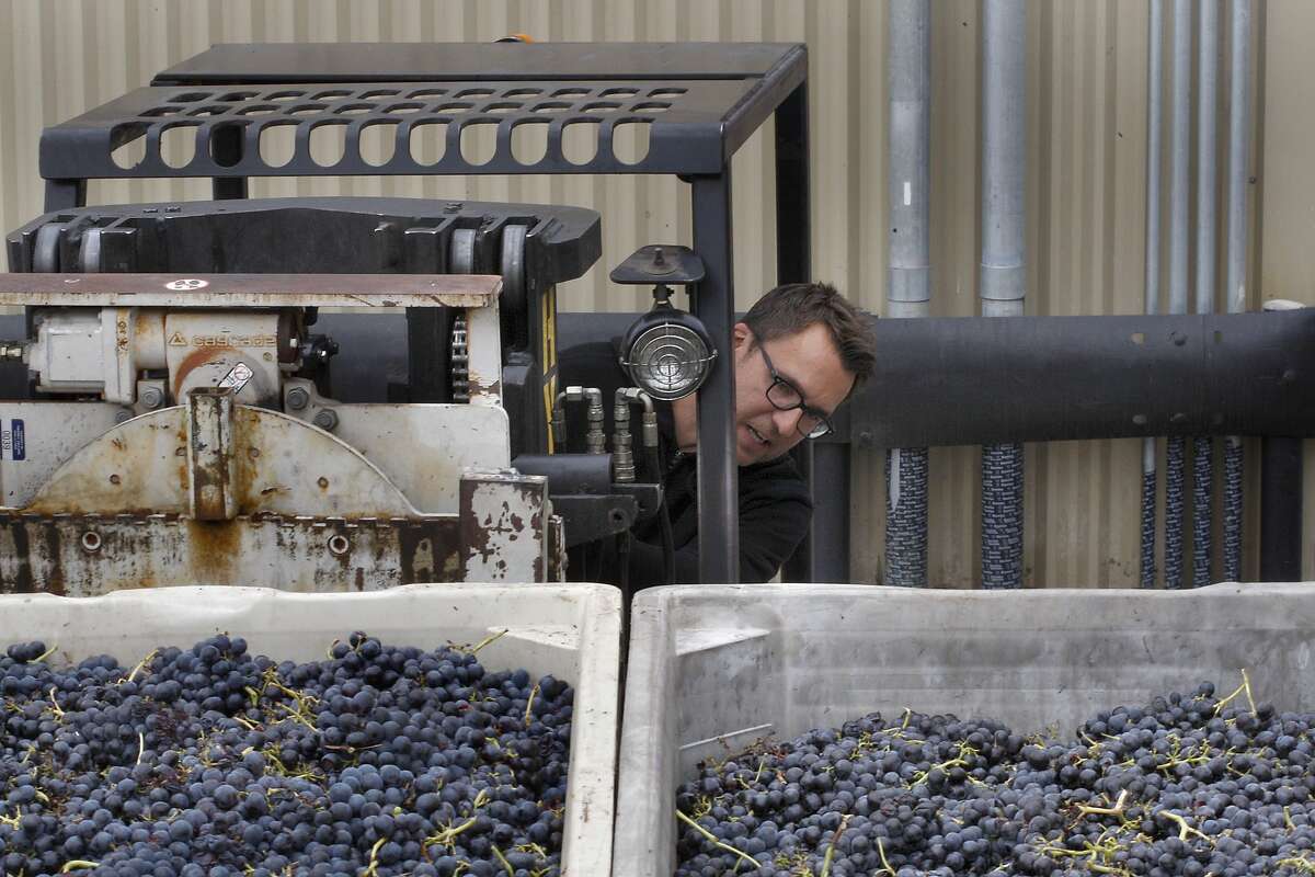 Winemaker Chris Brockway unloads Carignan grapes from his truck at his winery Broc Cellars in Berkeley, Calif., on Friday, September 19, 2014. He picked up the grapes from Green Valley this morning.