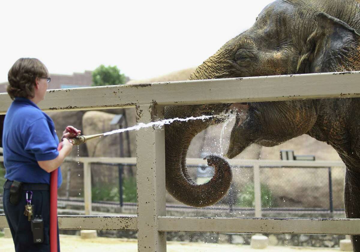 A zookeeper aims a spray of water into the mouth of Lucky, the aging elephant at the San Antonio Zoo. Readers continue to implore the zoo to release the elephant to a sanctuary.