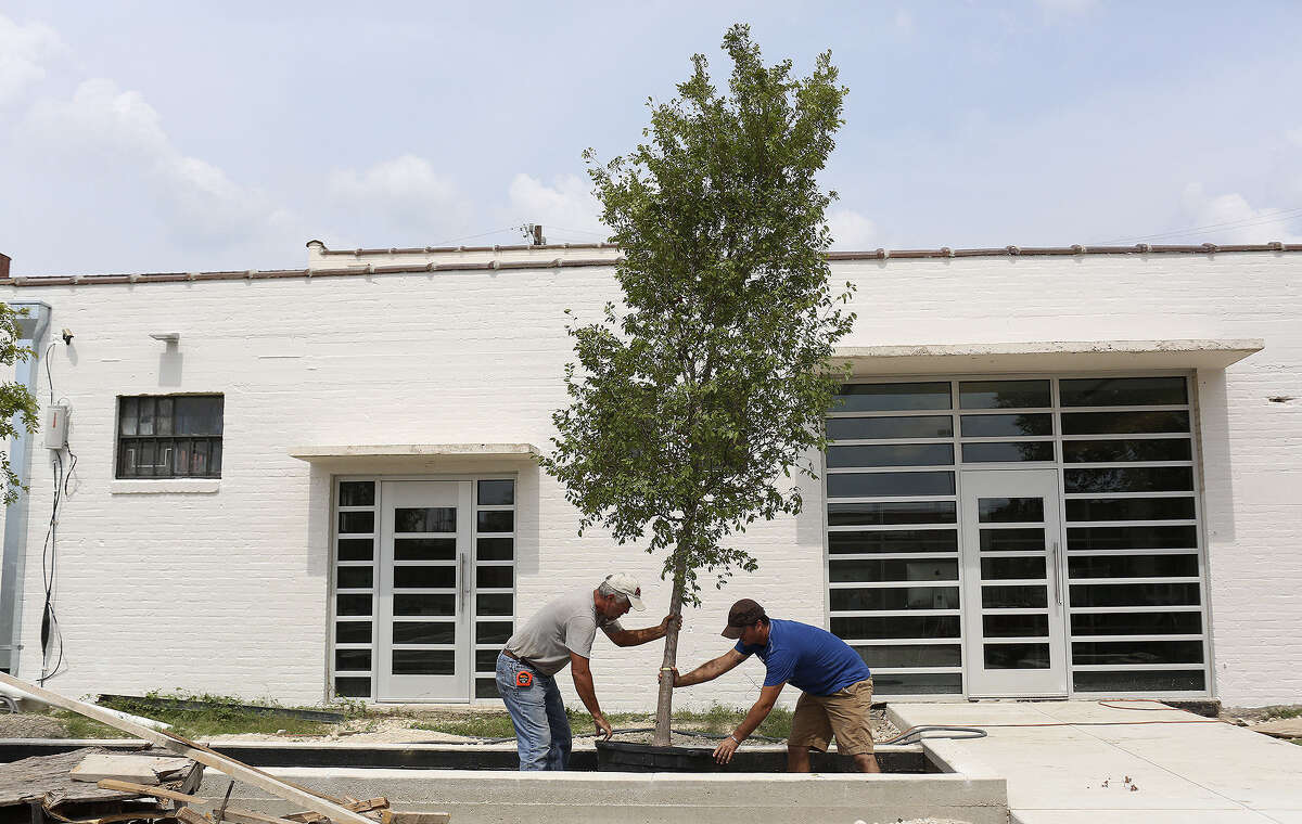 Grant Penix (right), owner of Greenleaf Landscape & Design, and his father, Dave Penix, plant a lacebark elm behind Douglas Architects on Houston Street as part of improvements at the site.