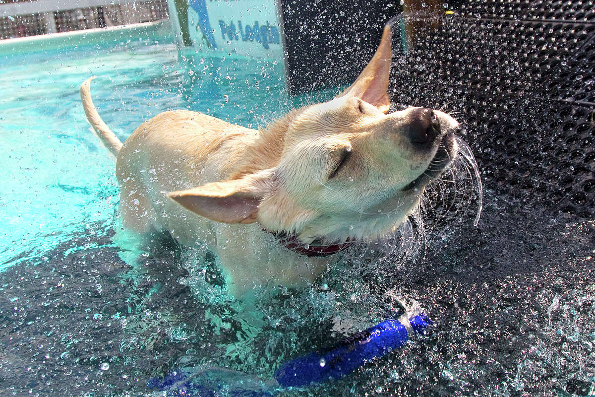 Family friendly Dock Dogs is a splash