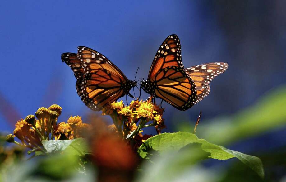 Mexico Sees Sign Of Hope For Monarch Butterflies San