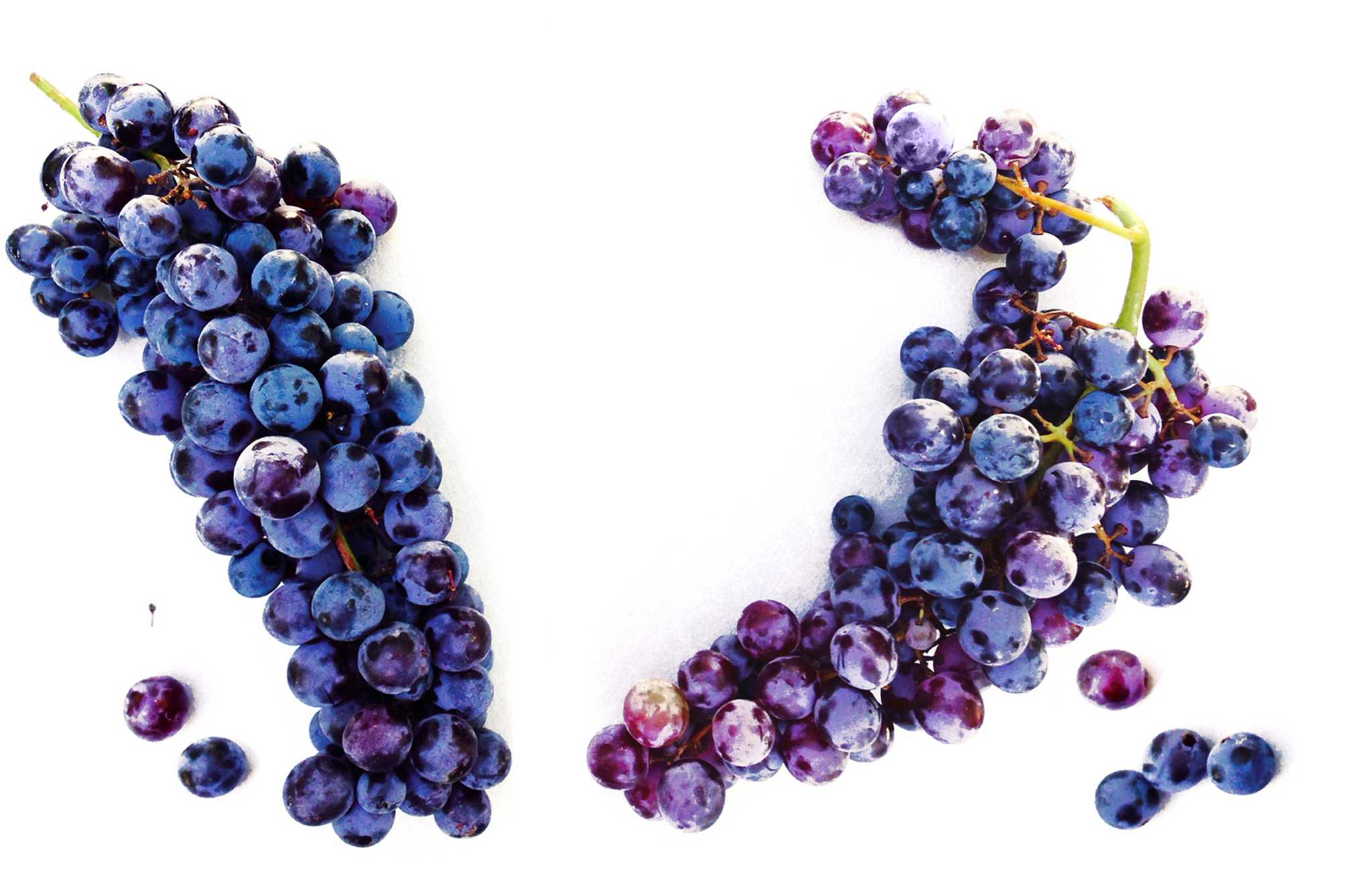 Thomcord grapes ripe for the picking