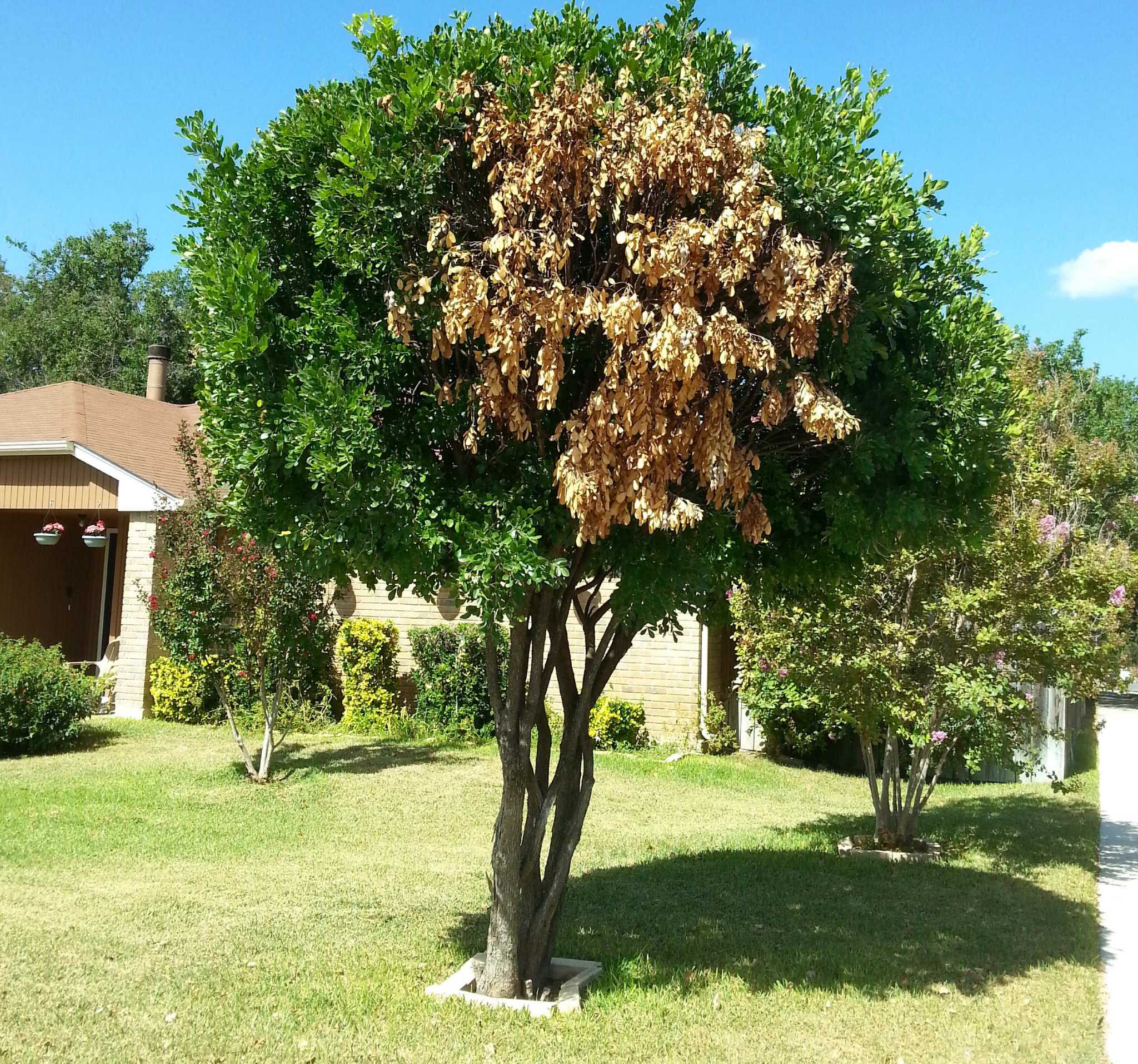 Fungus likely cause of dead spot on mountain laurel