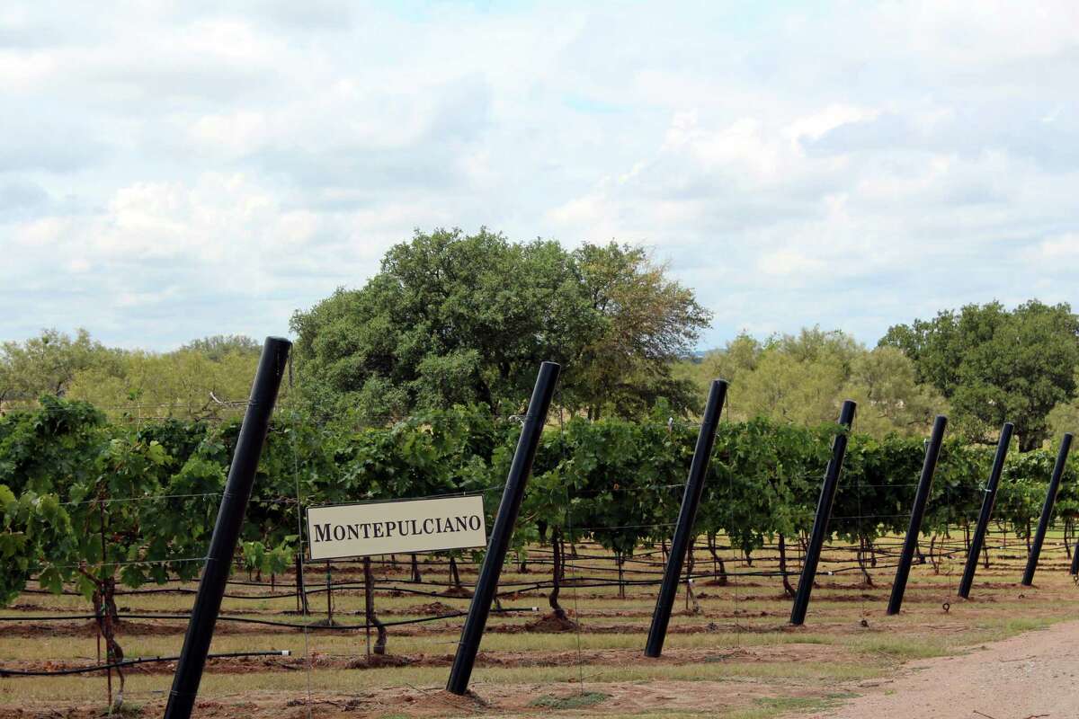 Montepulciano vines are planted at Grape Creek Vineyards, which describes itself as Tuscany in Texas. (Jennifer McInnis / San Antonio Express-News)