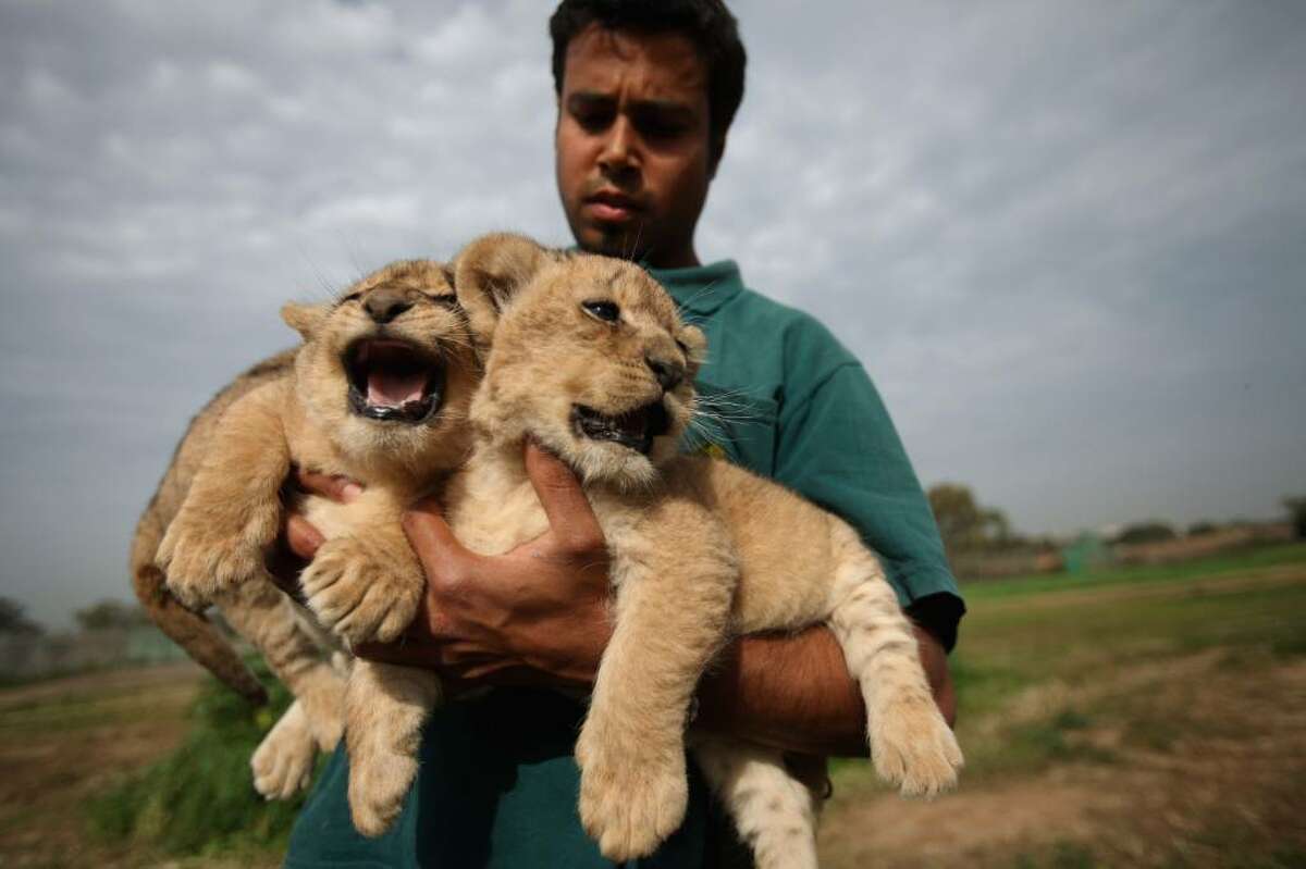 RAMAT GAN, ISRAEL - FEBRUARY 21: Three one-month-old lioness cubs are held by a keeper as they take their first outing on February 21, 2010 at the Ramat Gan Safari Park near Tel Aviv, Israel. The still unnamed cubs are the first triplet females to be born at the safari park and officials say their birth will ensure the continuity of the park's pride of lions. (Photo by David Silverman/Getty Images)