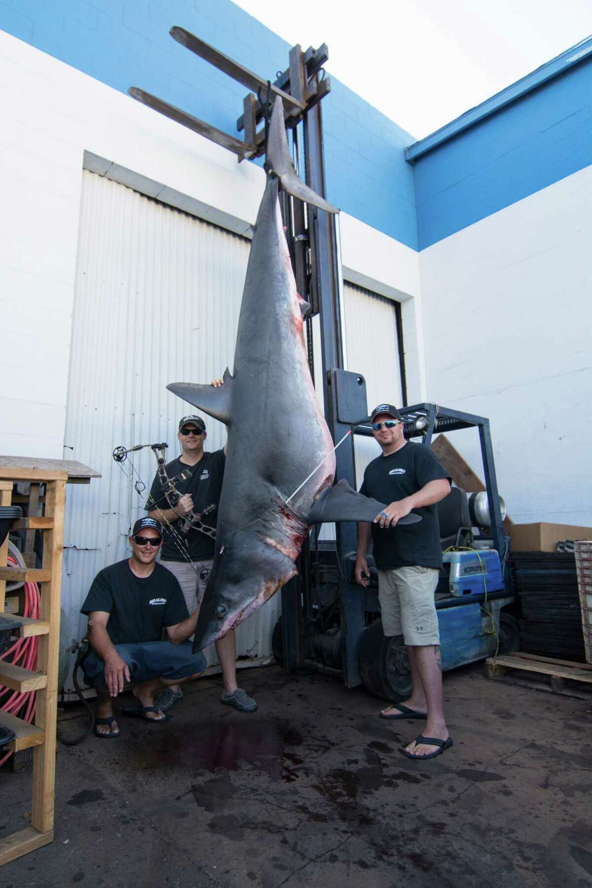TV host Jeff Thomason, of Weatherford, Texas, landed a world bowfishing record for Mako shark August 12 off the coast of Huntington Beach, California. The shark, which weighed 809.5 pounds and stretched 11 feet, beat the previous world bowfishing record for Mako by about 300 pounds, according to the Bowfishing Association of America.