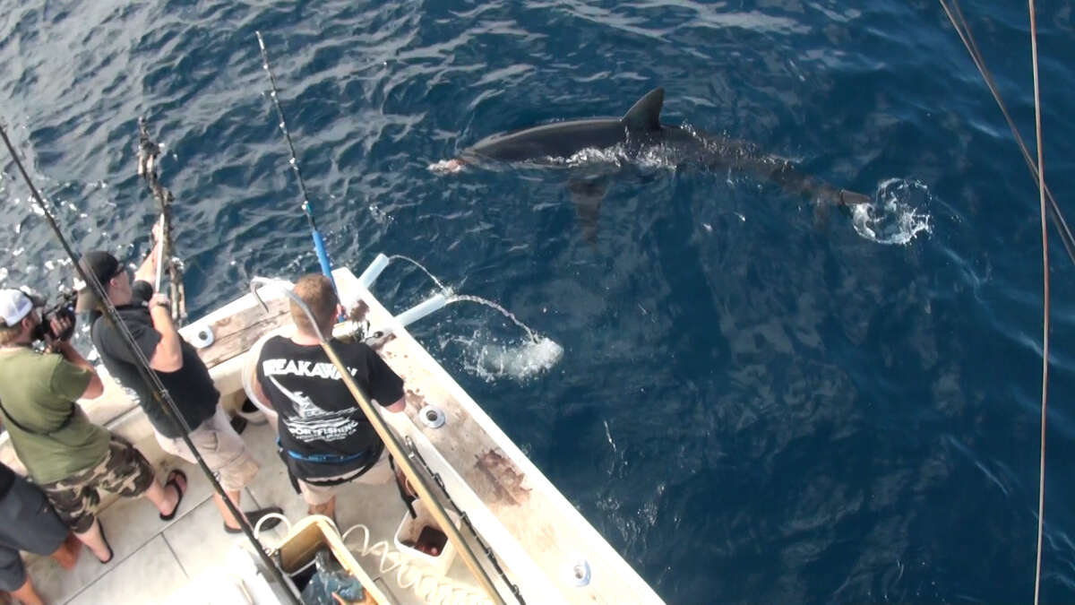 Texas TV host lands world-record Mako shark by shooting it with a bow