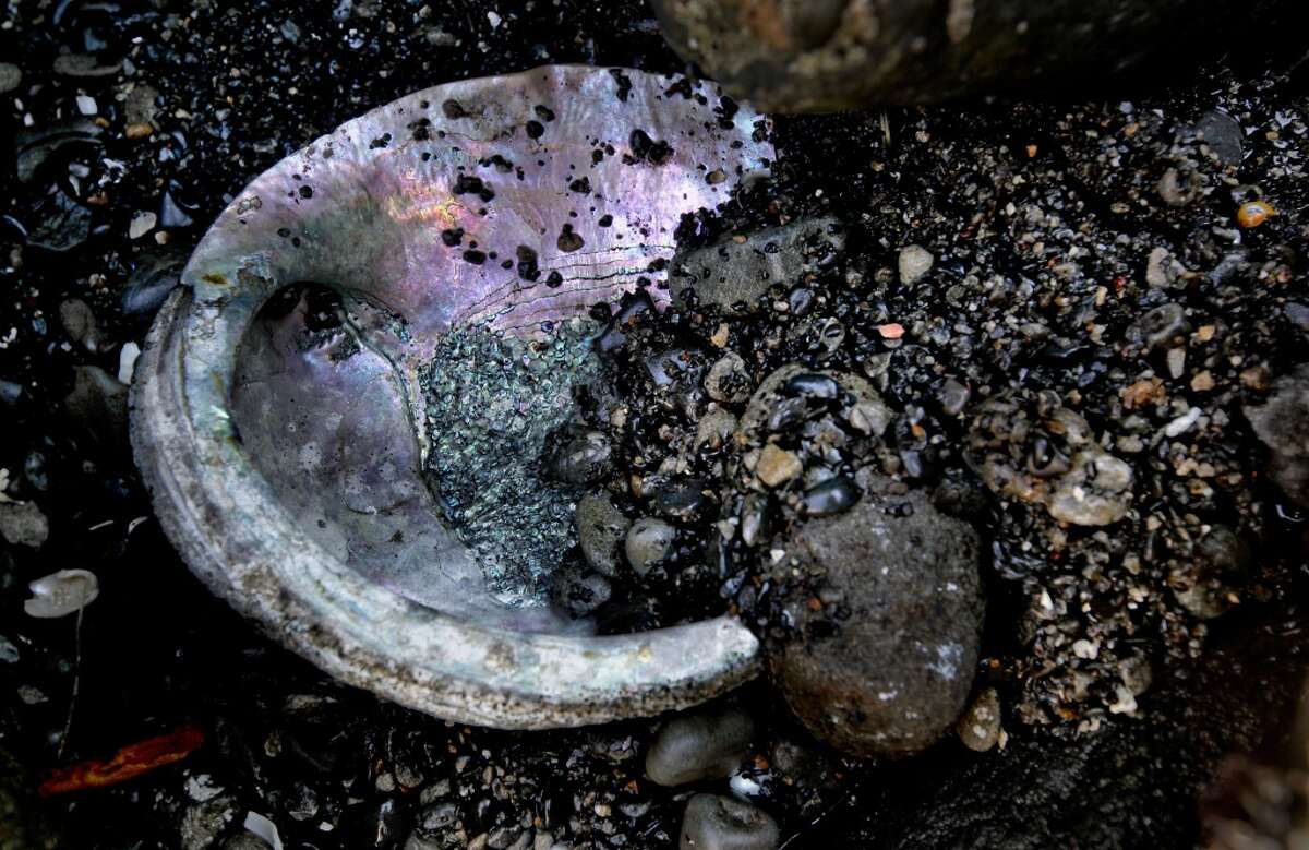 Abalone diver from Oakland missing off Mendocino County coast