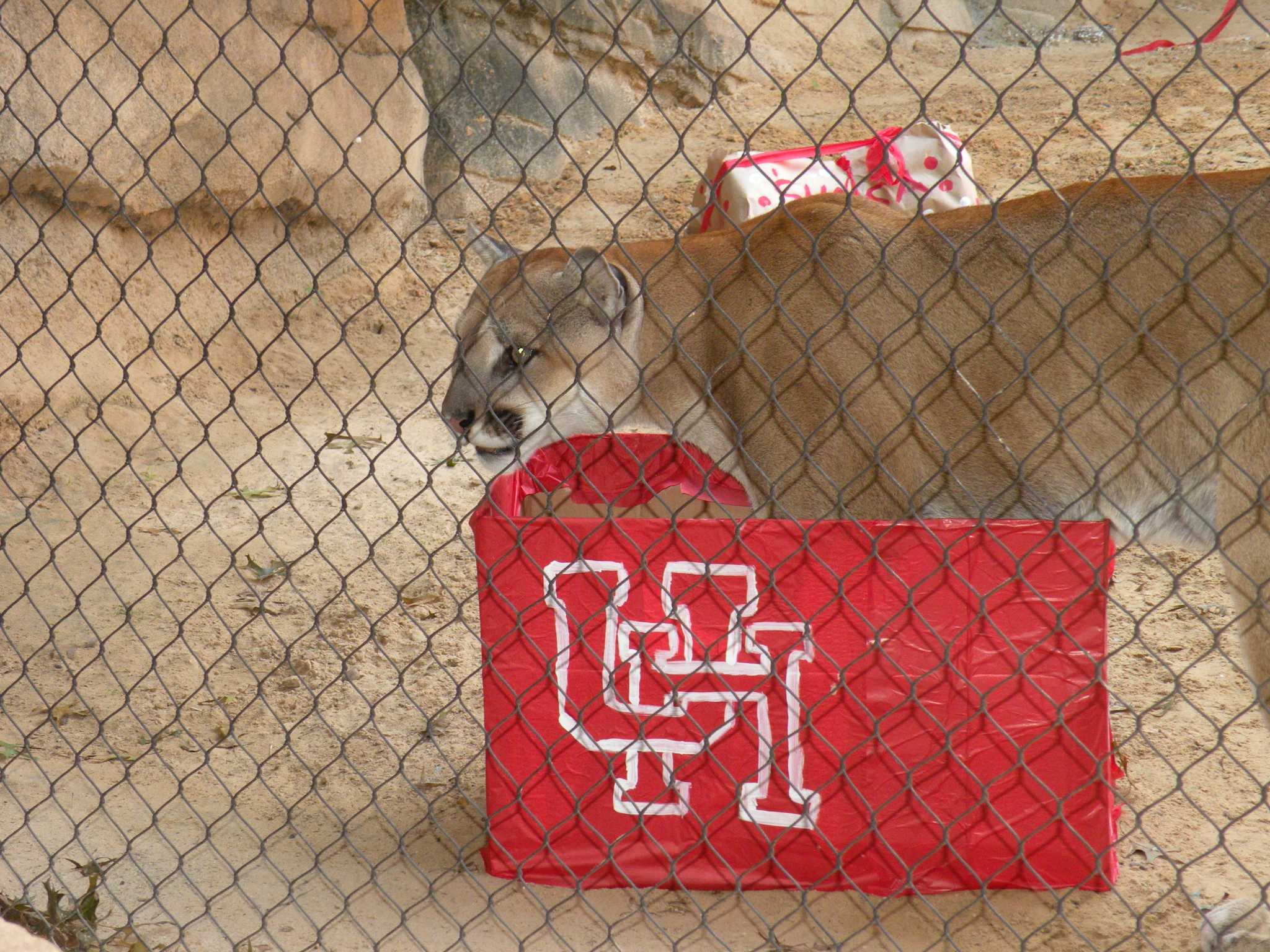 UH mascot Shasta celebrates wild birthday at Houston Zoo