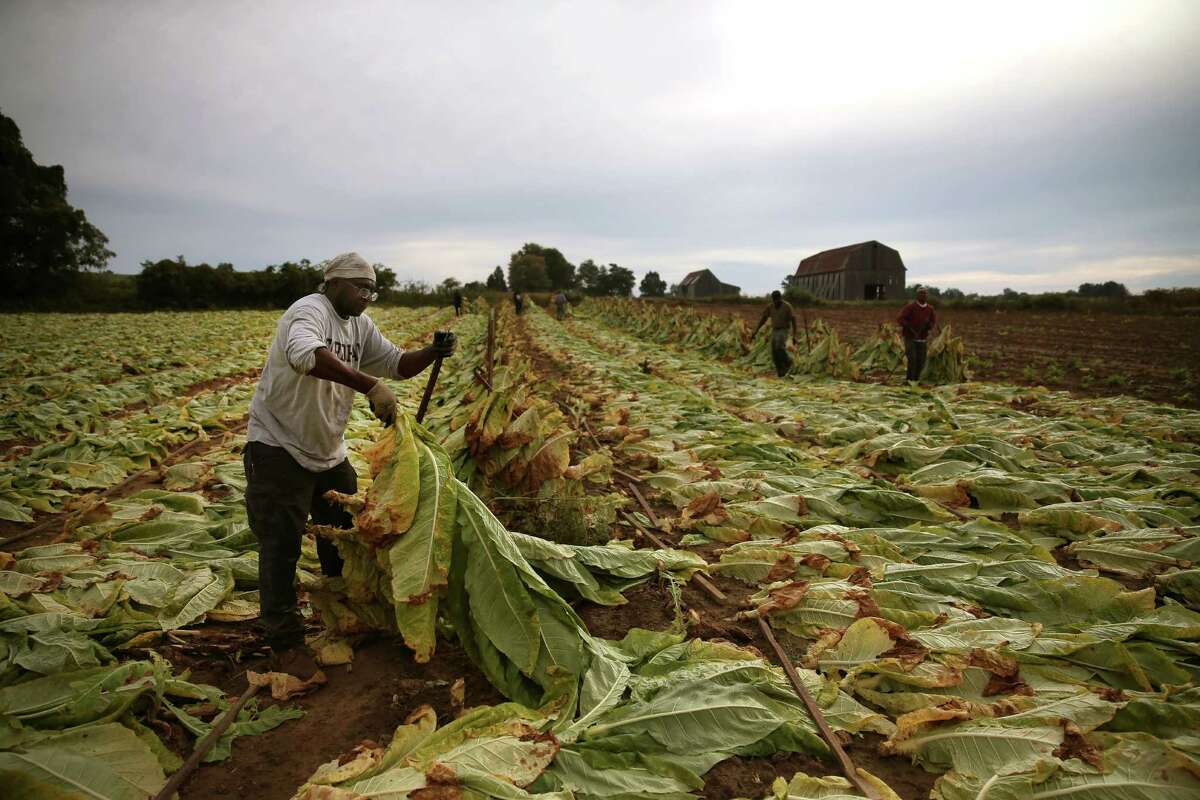 US Tobacco growers compete in open market