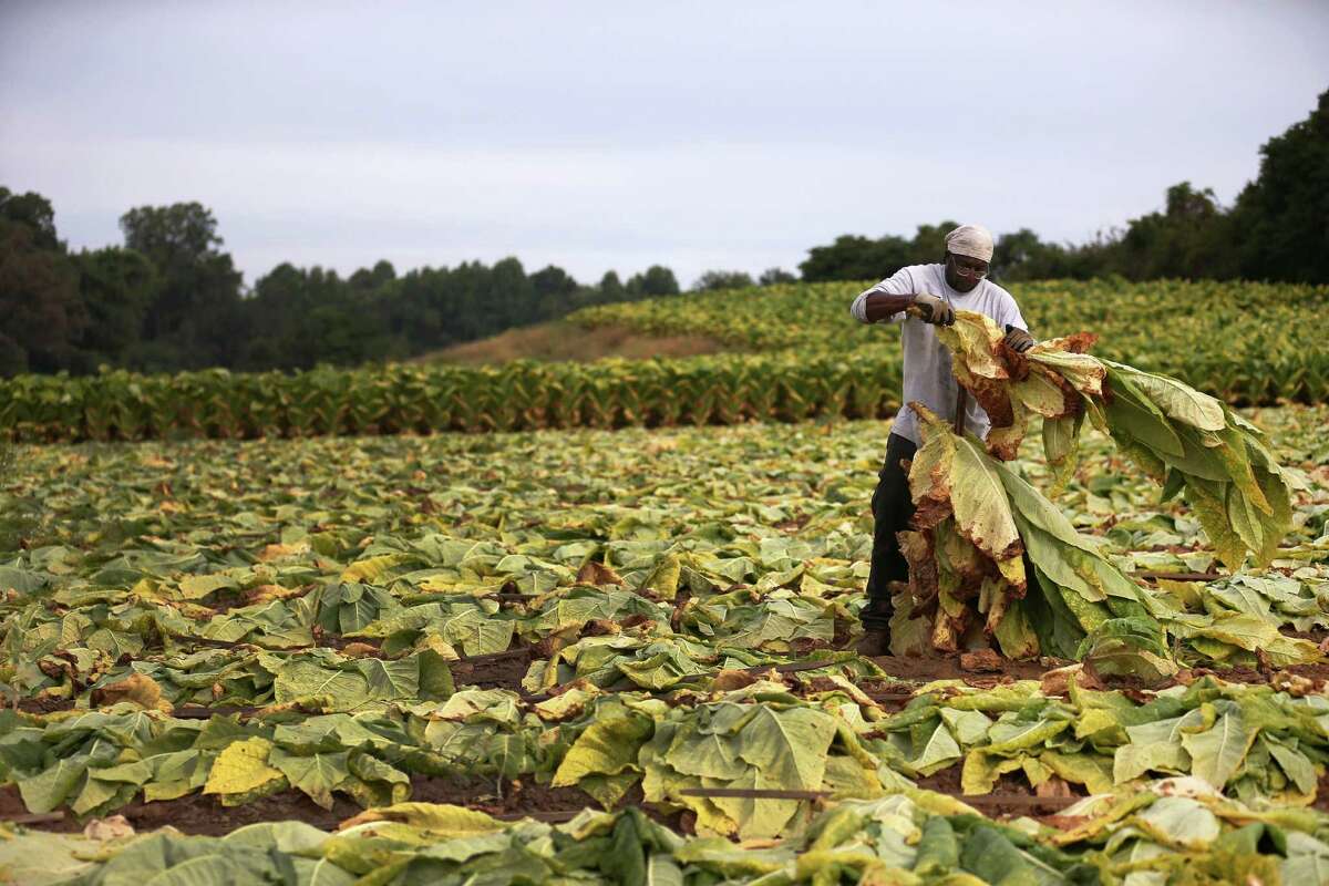 US Tobacco growers compete in open market