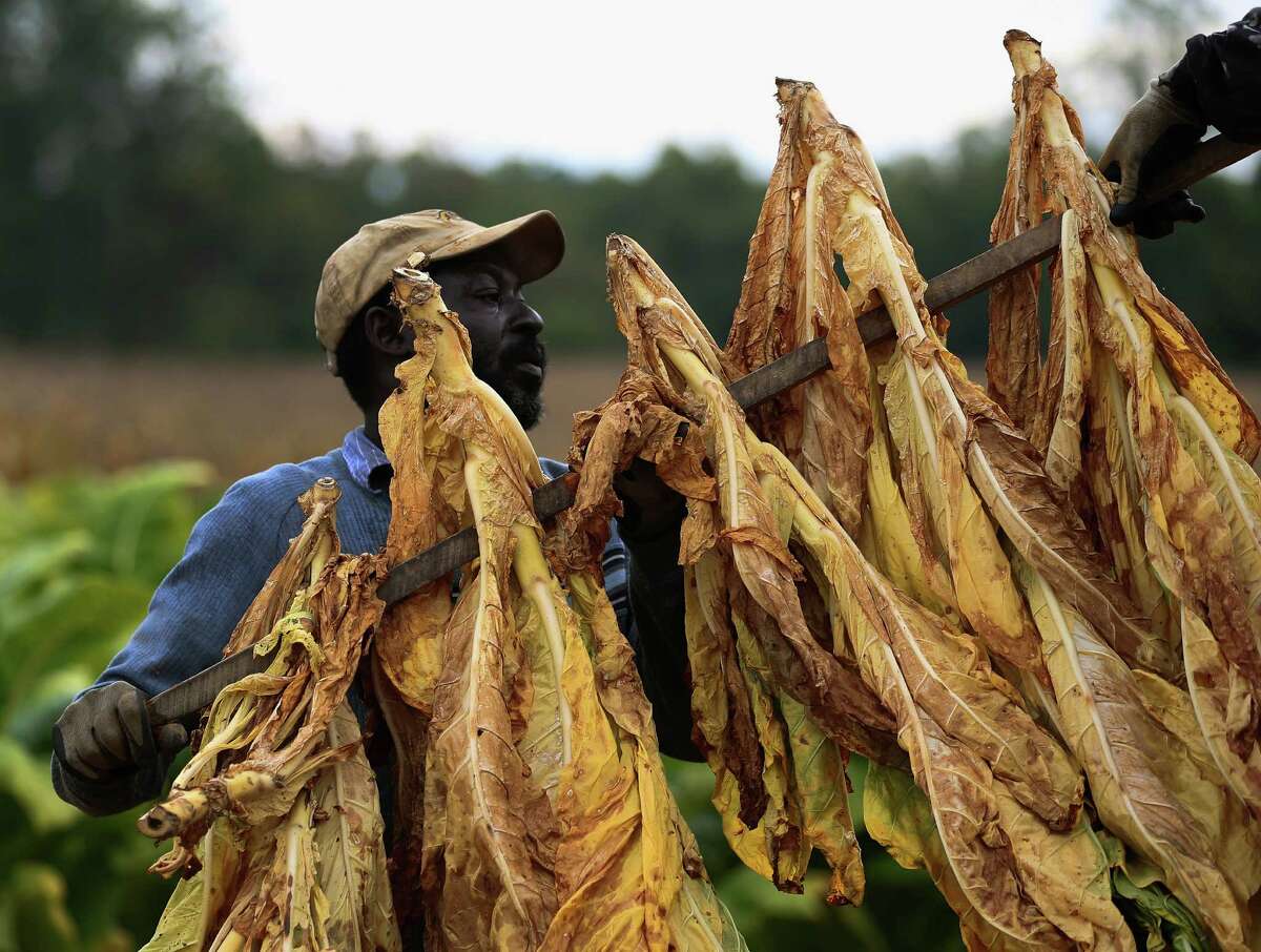 Hank Jefferson loads tobacco leaves onto a trailer before being hung to dry in a barn after being harvested at Lewis Farm September 29, 2014 in Owings, Maryland. Tobacco has been grown on the Lewis Farm for over 60 years and still requires to be harvested by hand. Starting next month the remaining tobacco growers in the U.S. will be forced to compete in the open market and will stop getting buyout checks from cigarette makers to compensate them for surrendering their quotas.