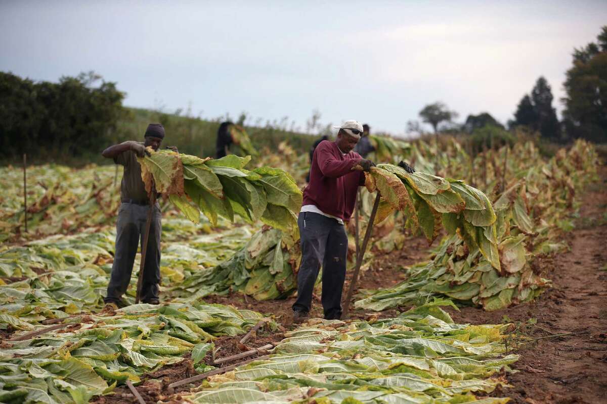 US Tobacco growers compete in open market