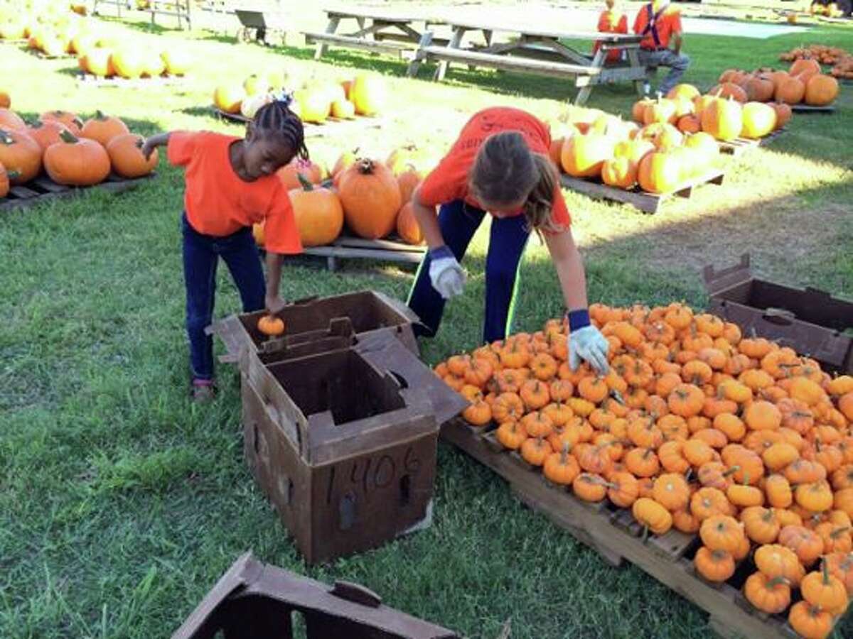 Last year it took 50 people several hours to unload thousands of pumpkins brought in from New Mexico for the 2013 pumpkin patch. Organizers fear this years crop will be eaten by herds of wild hogs seen in the area.