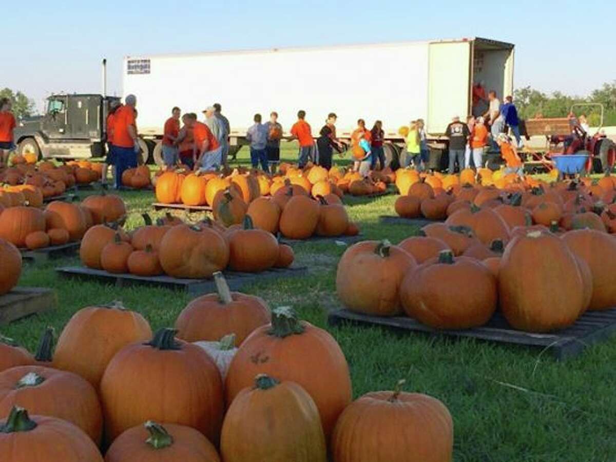 Last year it took 50 people several hours to unload thousands of pumpkins brought in from New Mexico for the 2013 pumpkin patch. Organizers fear this years crop, arriving Oct 4, will be eaten by herds of wild hogs seen in the area.