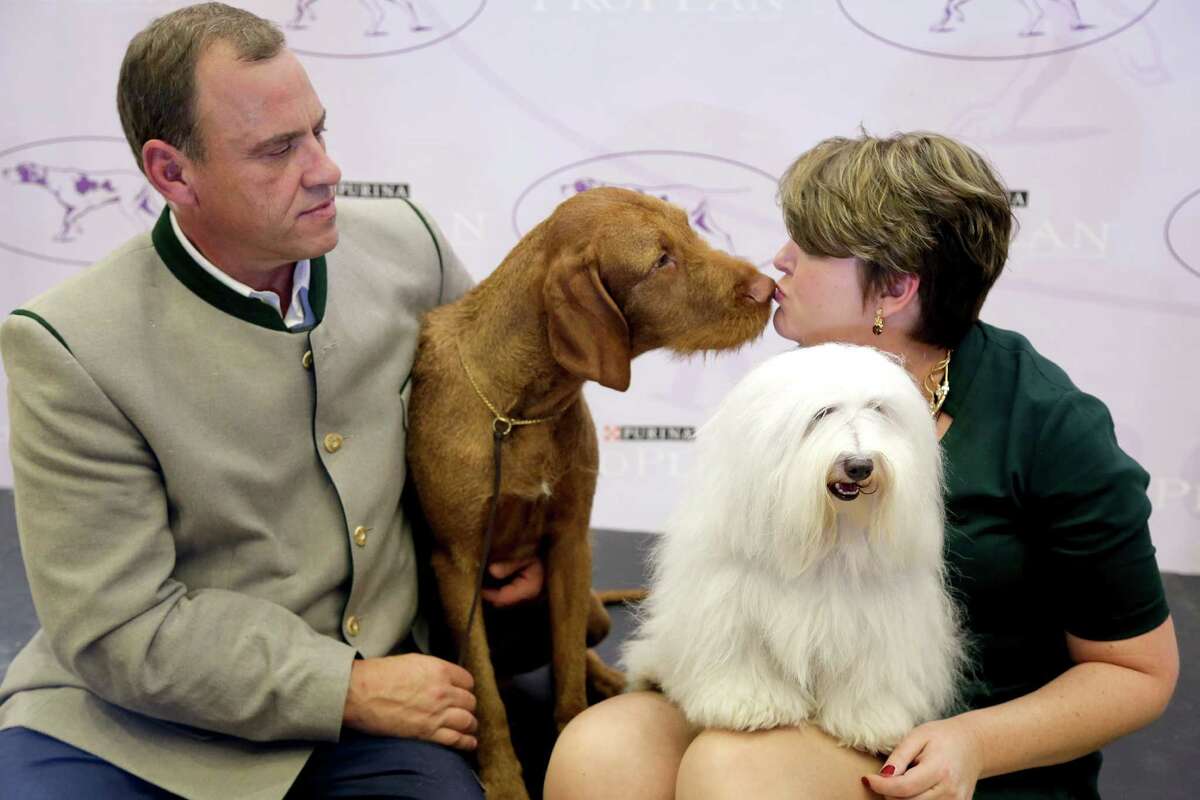 Falko, left, a wire-haired vizsla, and Luna, a coton de tulear, sit on stage with their owners, Anton Sagh, of Montreal, Quebec, and Adrianne Dering, of Morgantown, W.Va., during a news conference, Tuesday, Sept. 30, 2014, in New York. The Westminster Kennel Club announced that the two breeds will be eligible to compete for the first time in the New York show next February.