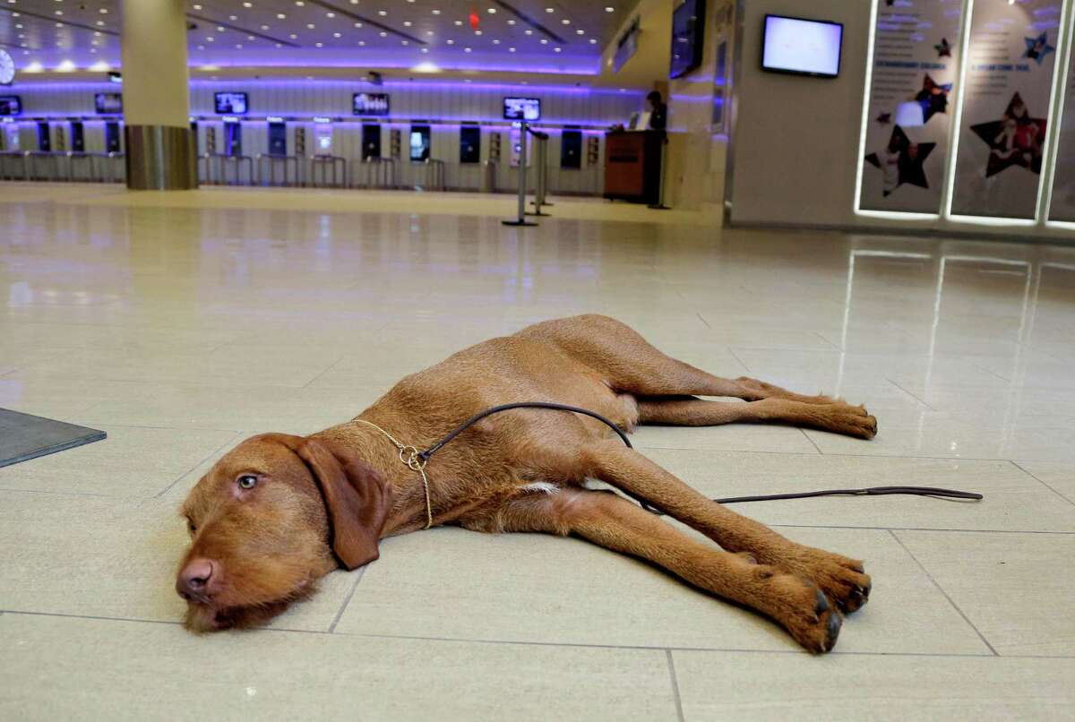 Falko, a wire-haired vizsla, rests in the lobby of Madison Square Garden before a news conference, Tuesday, Sept. 30, 2014, in New York. The Westminster Kennel Club announced that the wire-haired visla and the coton de tulear will be eligible to compete for the first time in the New York show next February.