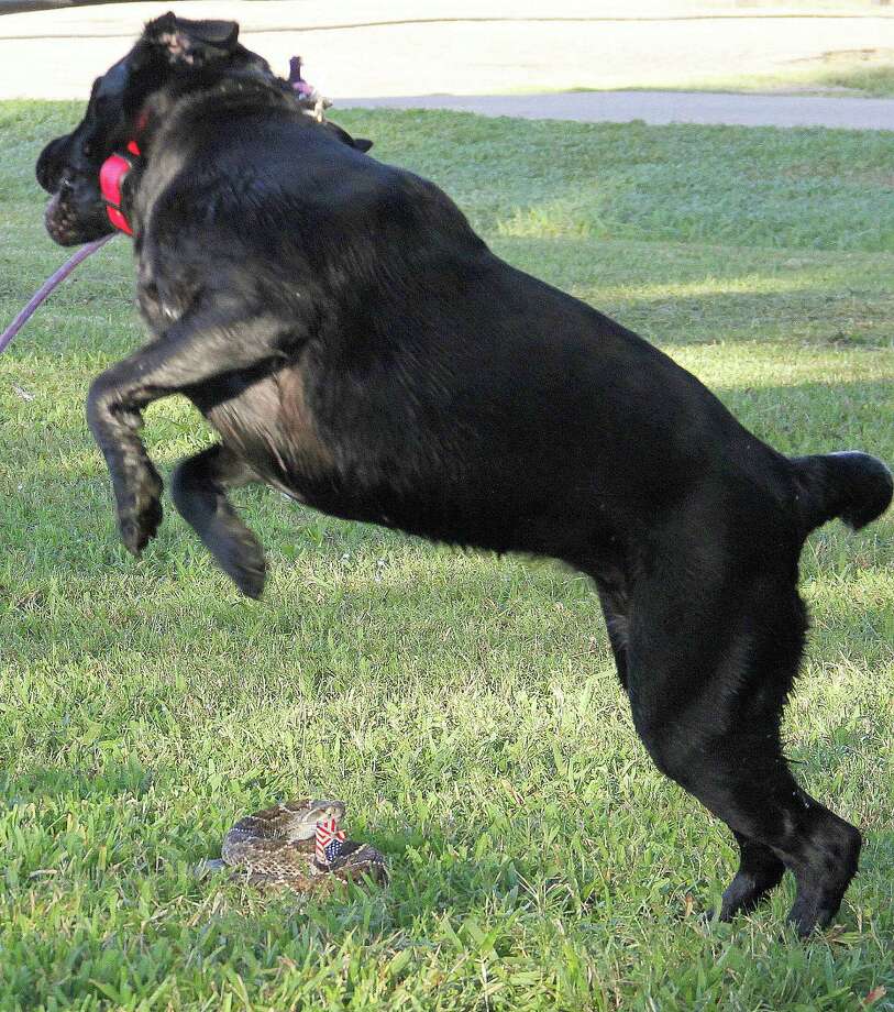 Preparing dog, self for snakebites is key Houston Chronicle