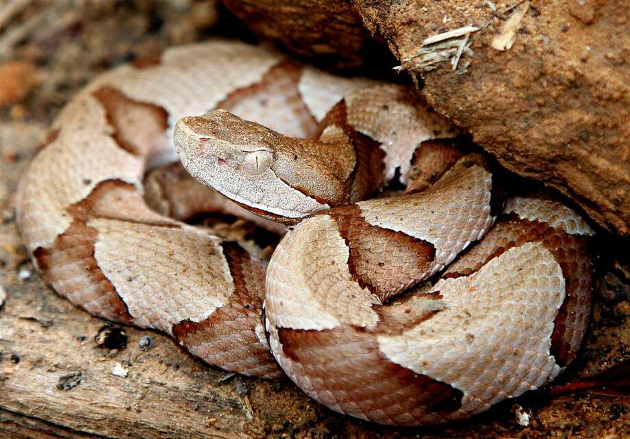 Study will test antivenin for copperhead bites Houston Chronicle