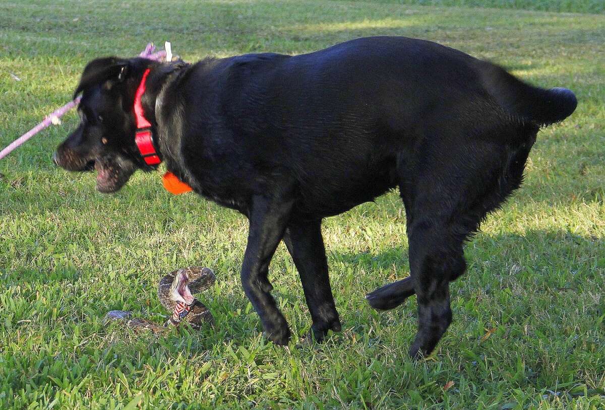 Preparing dog, self for snakebites is key