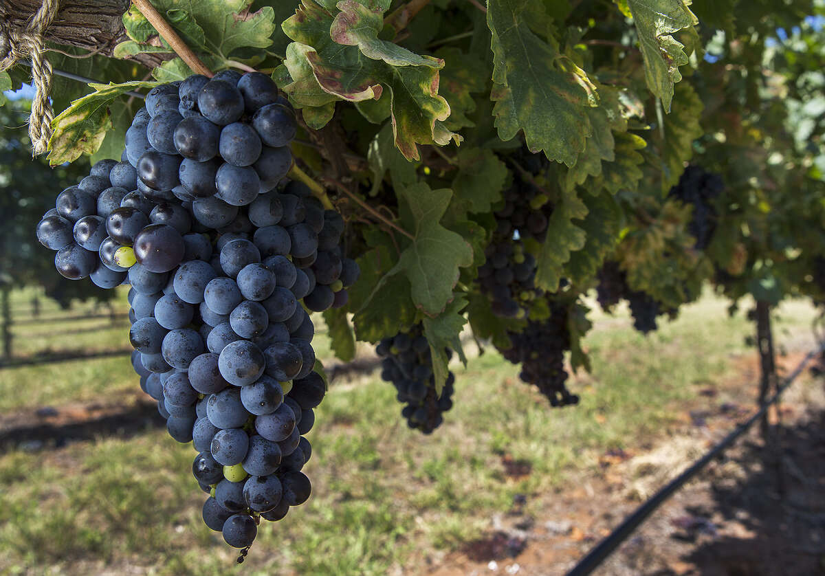 Tempranillo