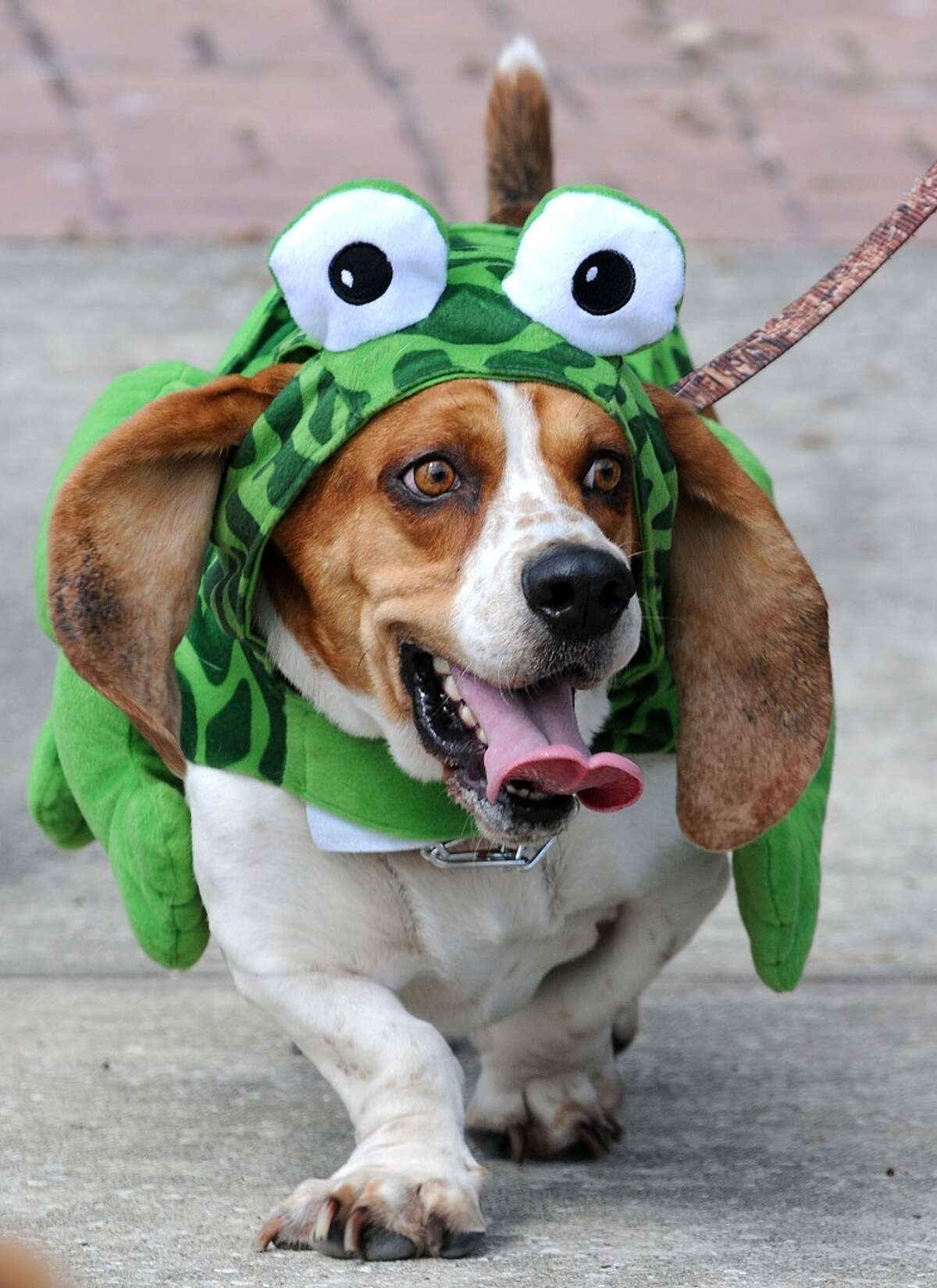 Slugo, owned by Dalton Nelson, walks in the fundraising walk wearing a frog costume, Saturday, Oct. 13, 2012 in Jacksonville, Fla.. Dogtoberfest is a fund raiser for First Coast No More Homeless Pets. (AP Photo/Florida Times-Union, Bruce Lipsky)