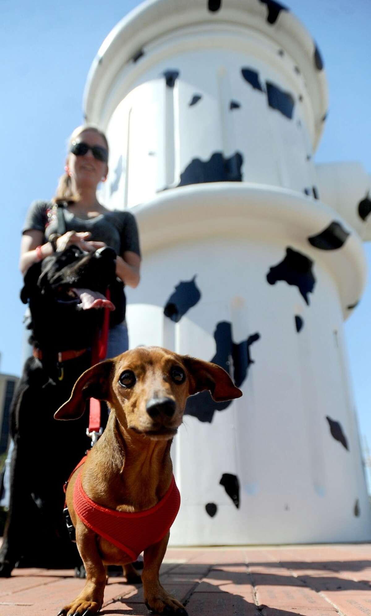Doxi poses for a portrait in front of the giant fire hydrant during Dogtoberfest downtown Beaumont, Saturday. Tammy McKinley/The Enterprise