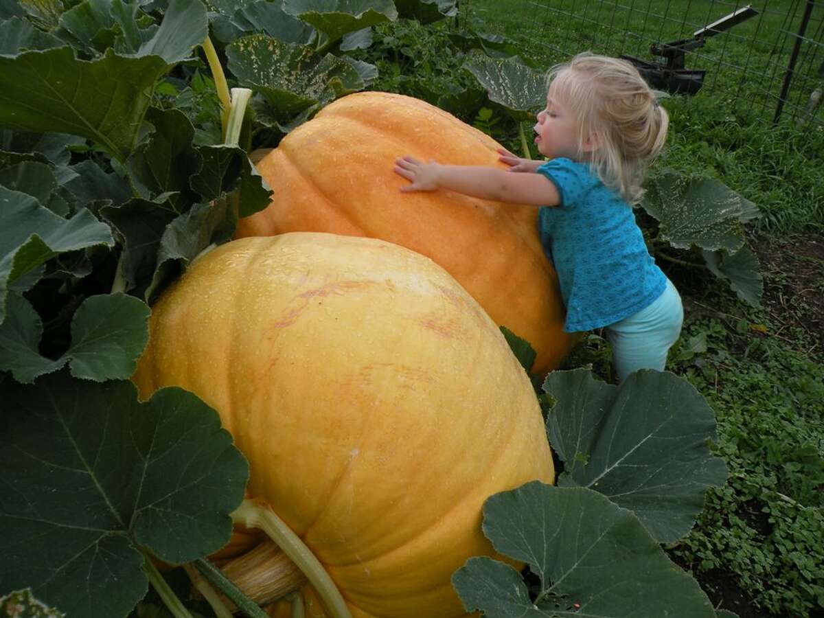 Jennie Pantschyschak checks out the giant pumpkins being grown by her grandfather, Norman Downing, in Cobleskill. Downing is donating the pumpkins to the 4th annual Schoharie Pumpkin Festival, which will be held Oct. 11. (Schoharie Promotional Association)