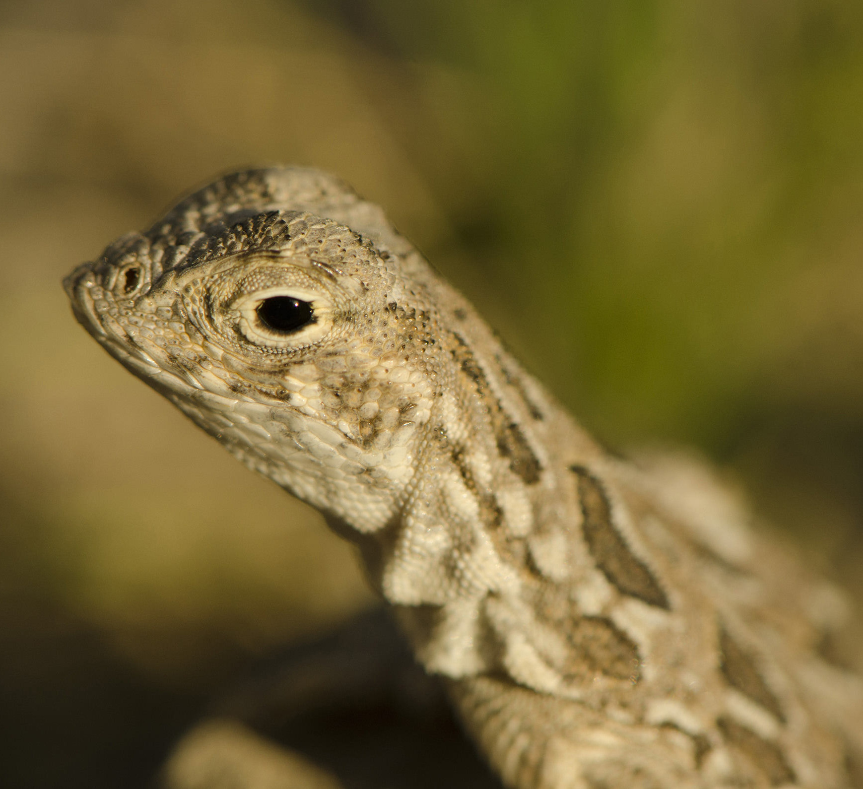 Lizard could collide with oil and gas