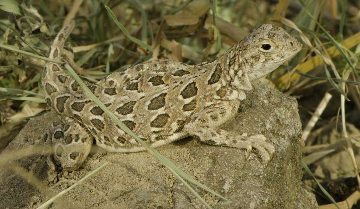 Jersey becomes 'ark' for endangered lizards rescued from oil spill, Wildlife