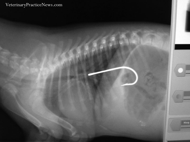 X-rays, skewers, dogs and cats