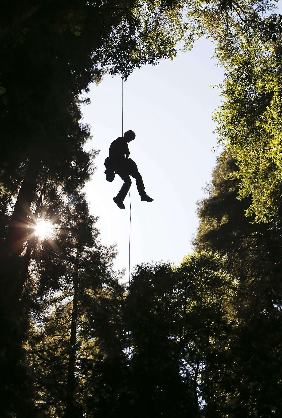 UC Berkeley graduate student Cameron Williams slowly returns from the tree canopy with samples at Henry Cowell Redwoods State Park in Felton , Calif., on Wednesday Oct. 1, 2014. A study by UC Berkeley researchers and San Francisco-based Save the Redwoods League is looking at whether or not the drought is hurting redwood, douglas fir and bay trees.