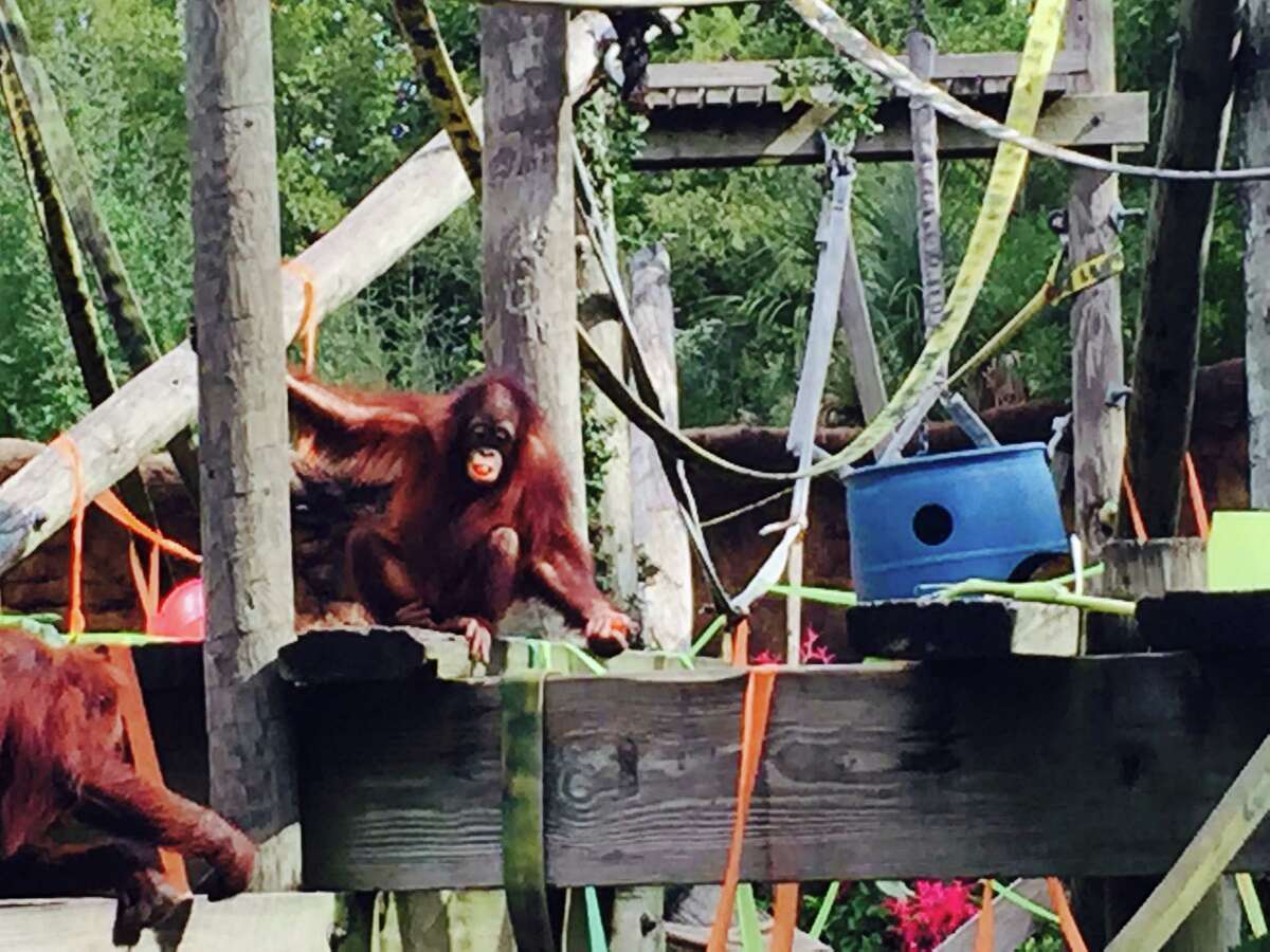 More than a hundred experts gather at Houston zoo to try to save the ...