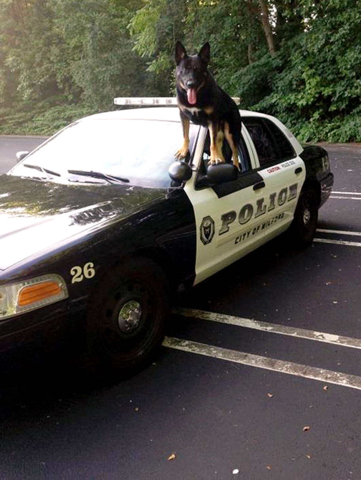 File photo (2013): The Milford Police Department's K9 Diesel will be getting a ballistic vest thanks to a nonprofit organization, Vested Interest in K9s, Inc. which is a Massachusetts based nonprofit organization and Armor Express, a Michigan based manufacturer. K9 Diesel is certified as a patrol canine, completing several criminal apprehensions, evidence recovery and successful tracks for people of interest.