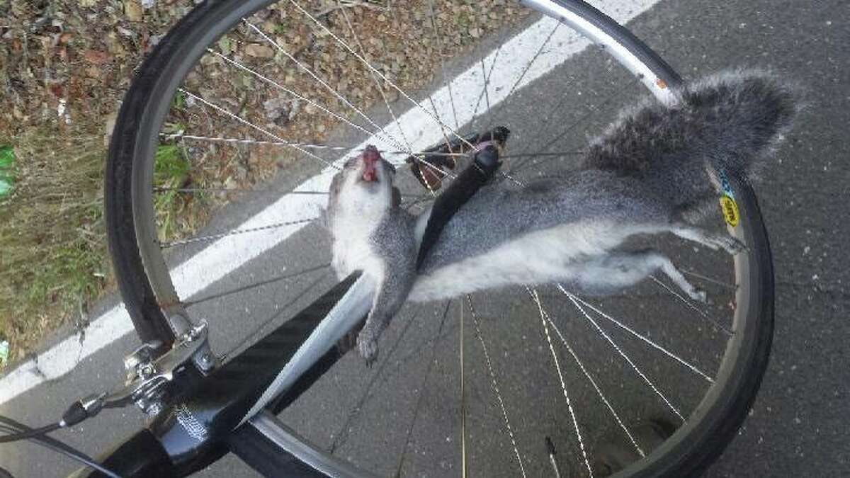 A squirrel seriously injured a bicyclist when it ran into Bohemian Highway during the Levi's GranFondo charity ride in Sonoma County on Saturday, Oct. 4, 2014. The squirrel was also killed.