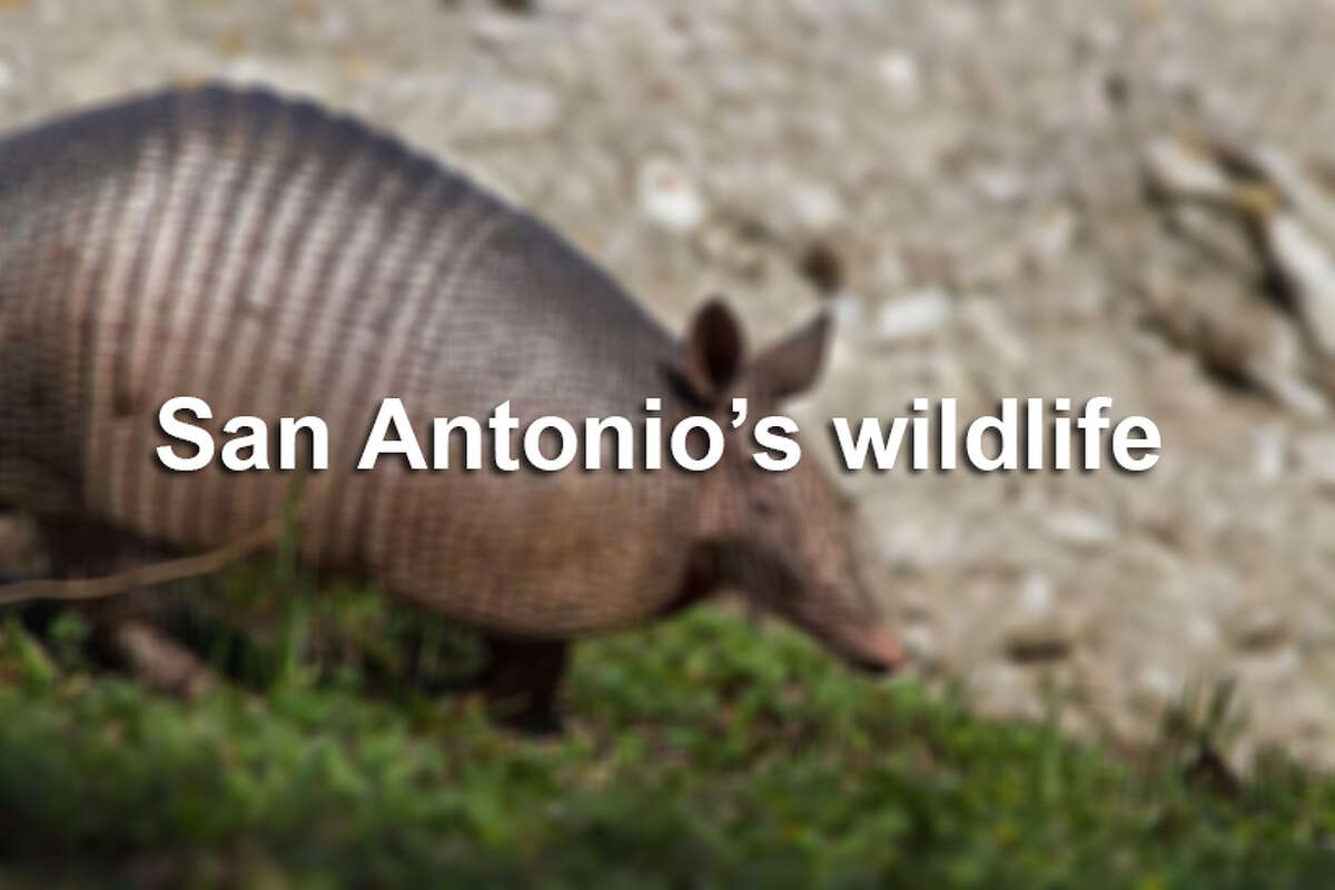 San Antonio may be one of the largest cities in the nation, but don't be surprised if you run into one of these creatures in the Alamo City.