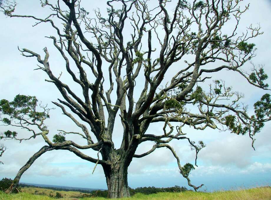 Koa reforestation a living legacy of trees on Big Island ...