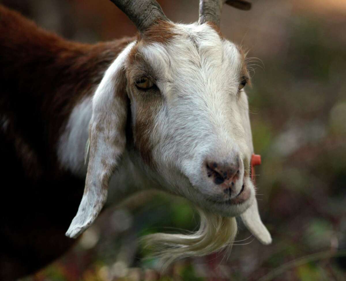spanish meat goat