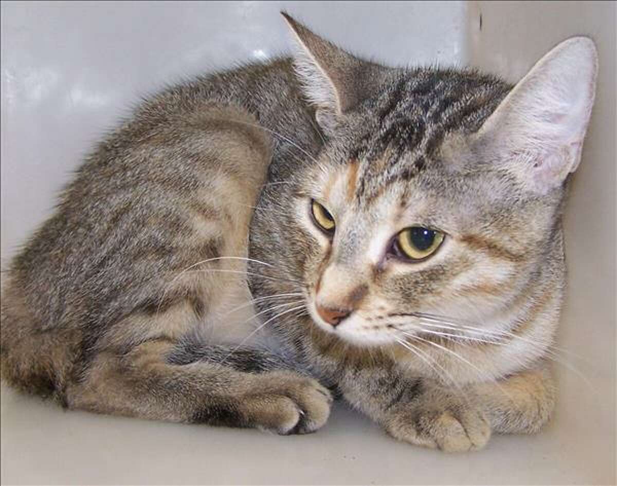 Houston SPCA offers cats for 5 this weekend