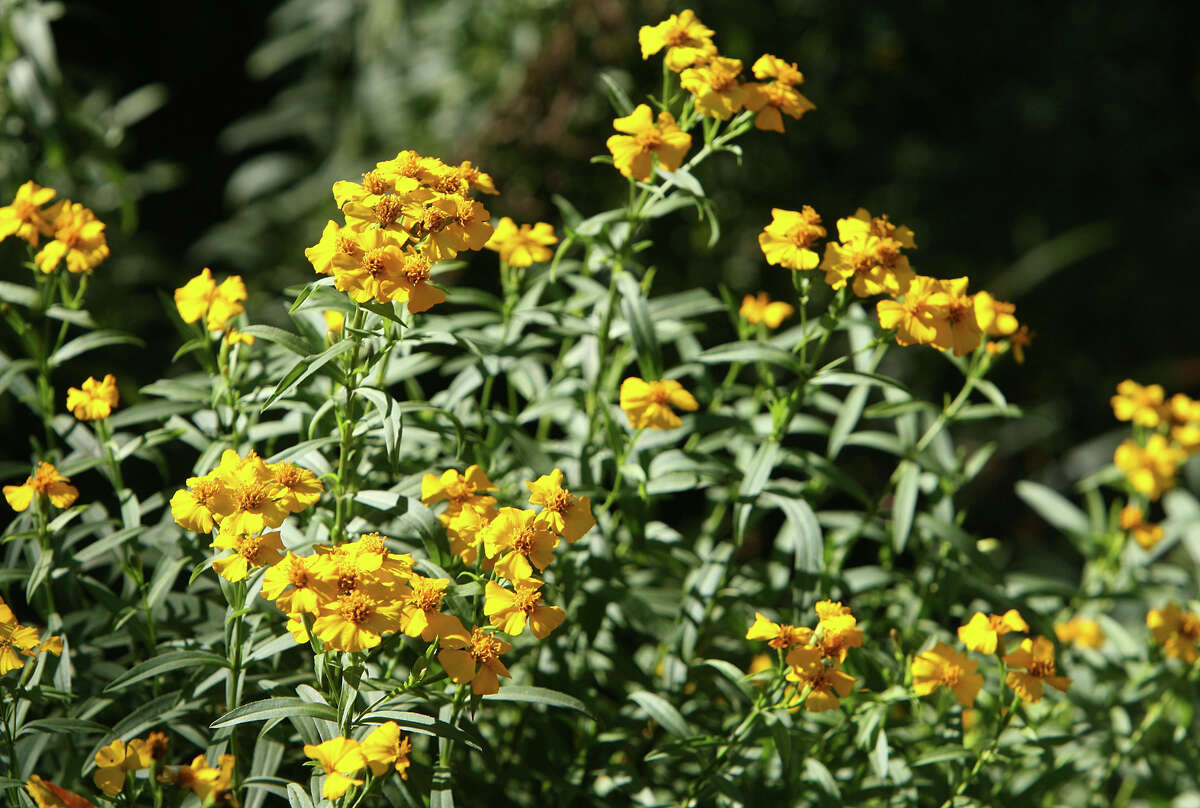 Fall flowers fall aster, mint marigold