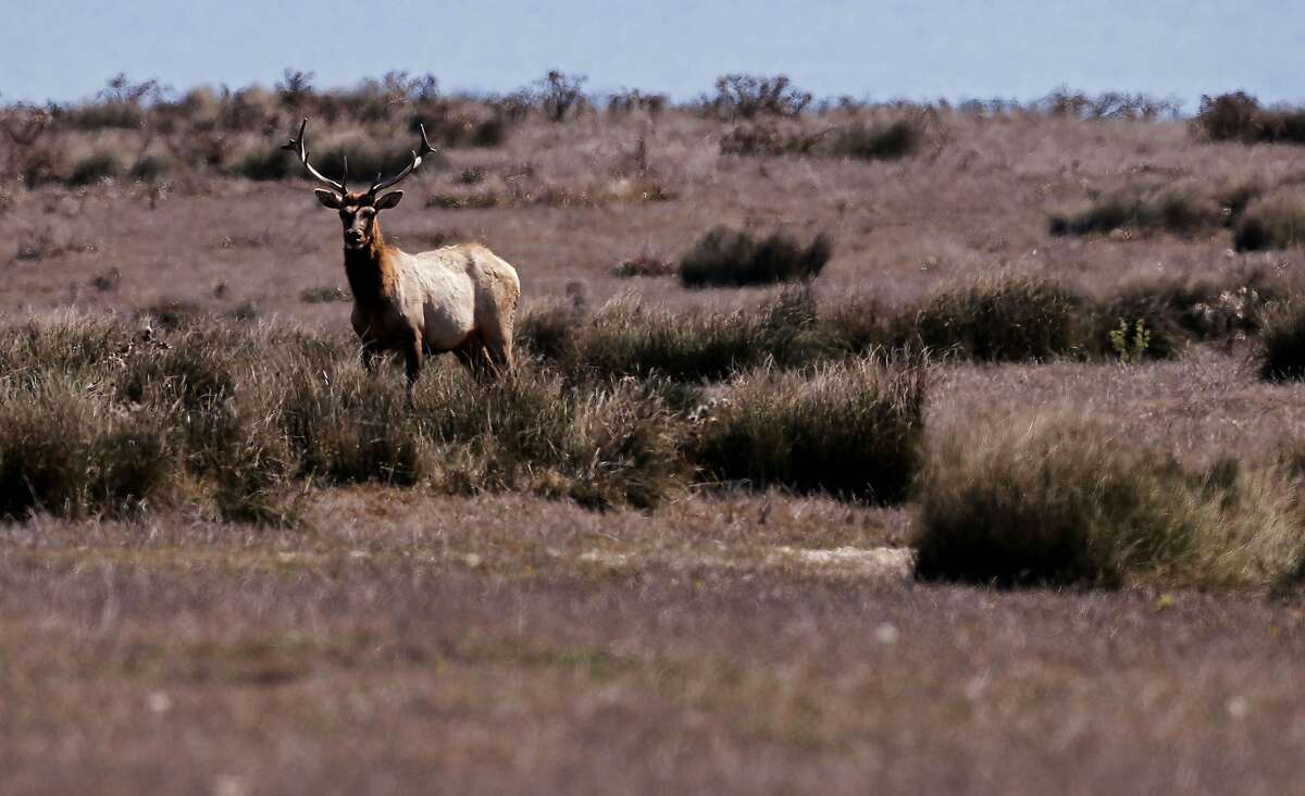 A male Tule Elk roams the open fields of the Point Reyes National Seashore, Calif., on Thursday Oct. 2, 2014. Ranchers are complaining about the tule elk along the Point Reyes National Seashore, because they have begun roaming onto their grazing lands, knocking down fences and foraging where their cattle forage. The ranchers want the elk removed and fenced off, but conservationists think they should roam free.