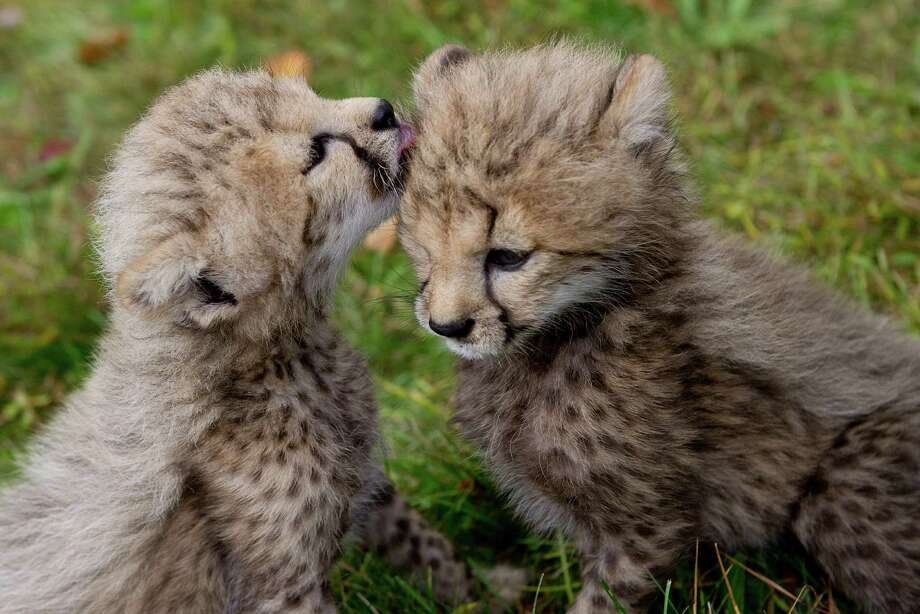 Greenwich cheetah cubs carry on rare line GreenwichTime