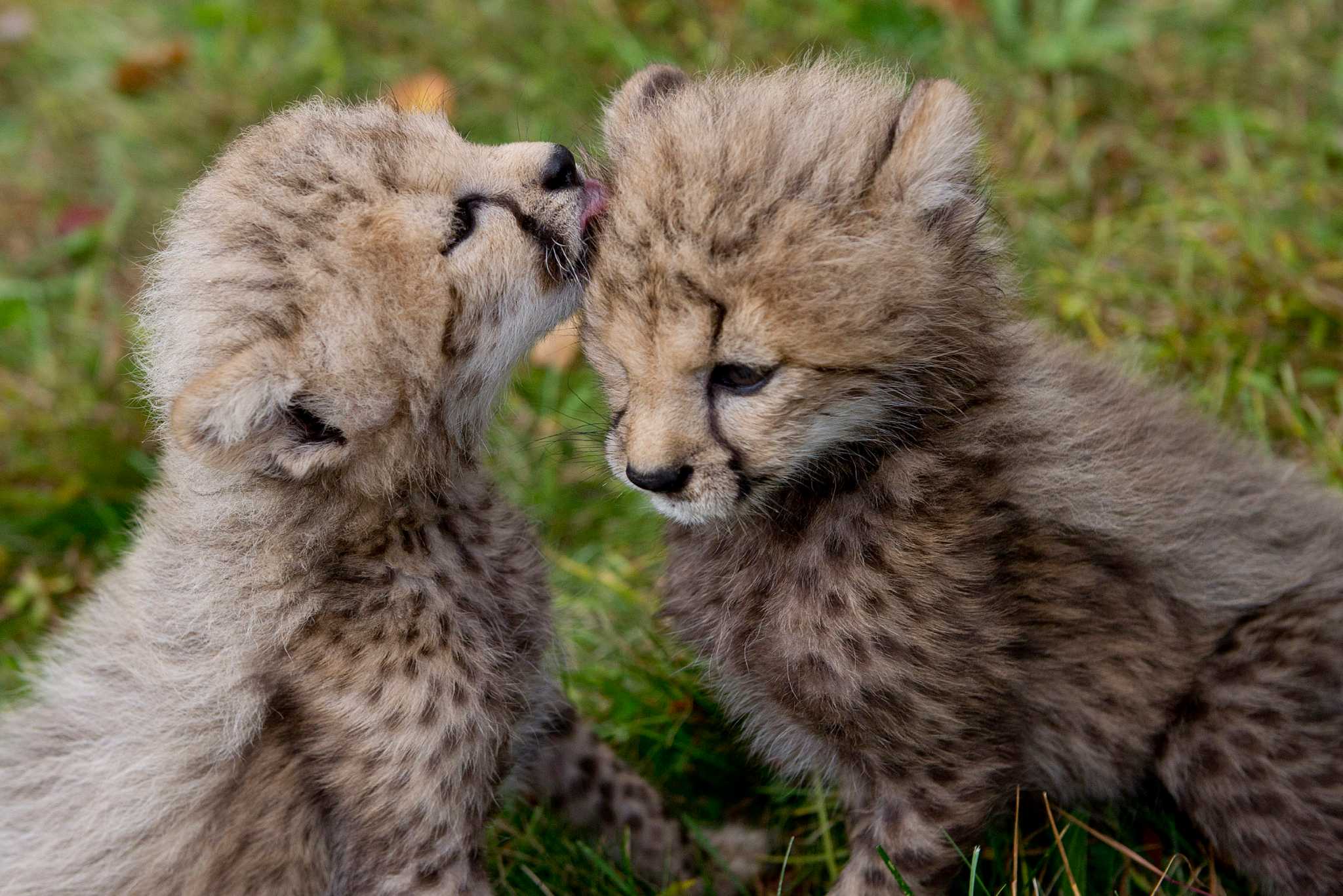 Greenwich cheetah cubs carry on rare genetic line