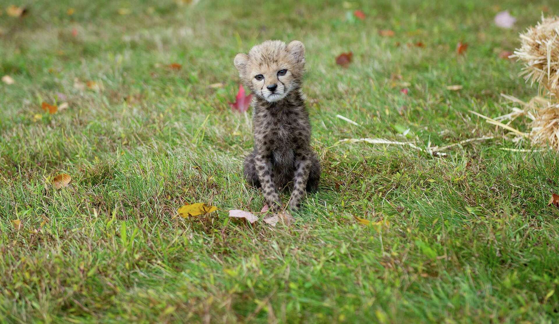 CHEEKY CHEETAH CUB Merrythought チーター14cm CHEEKY CHEETAH CUB Merrythought チーター14cm Cheetah Cub Toy