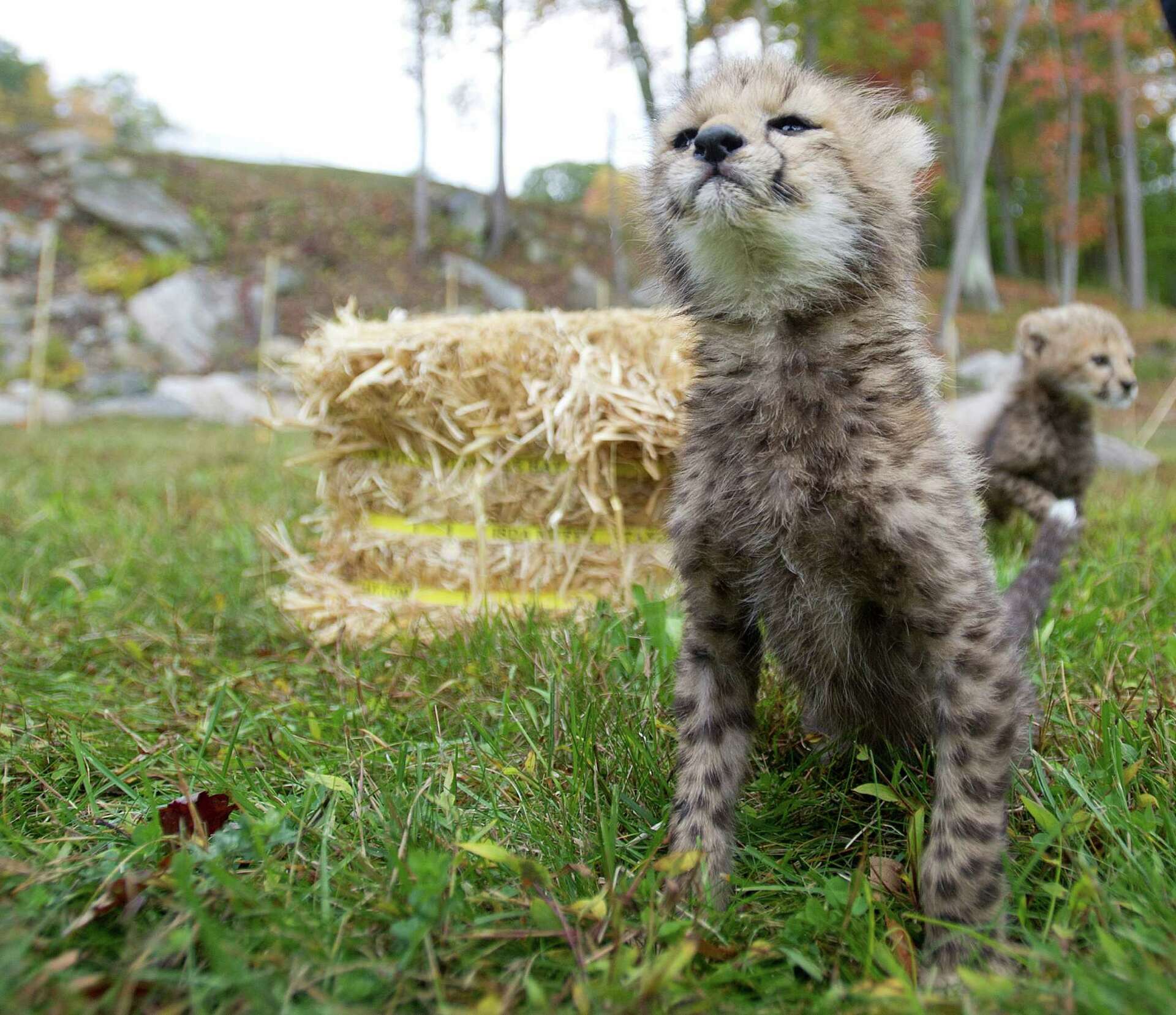 Greenwich cheetah cubs carry on rare genetic line