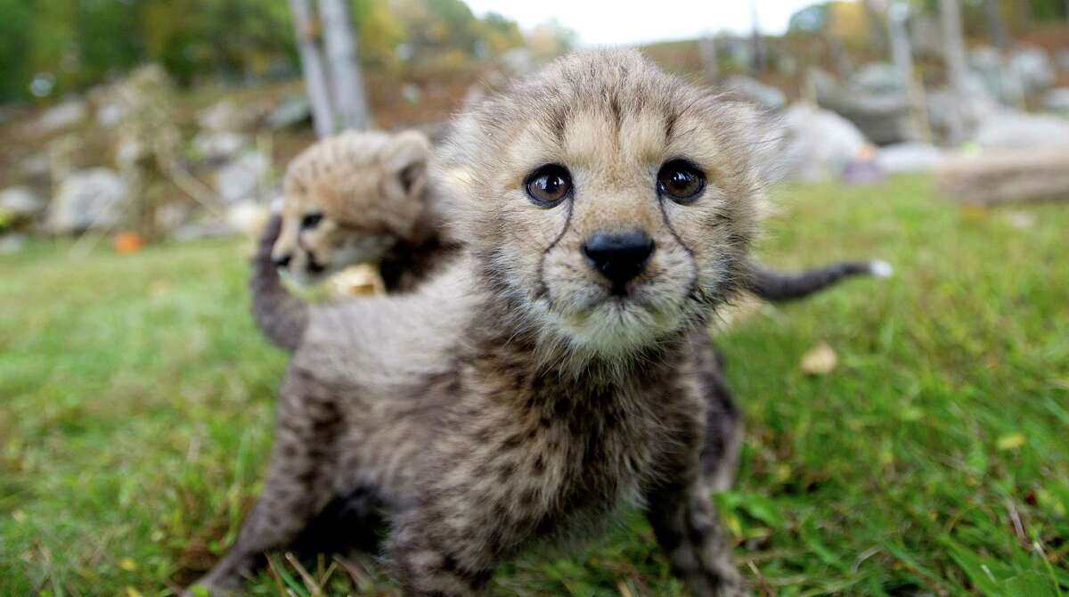 Greenwich cheetah cubs carry on rare genetic line