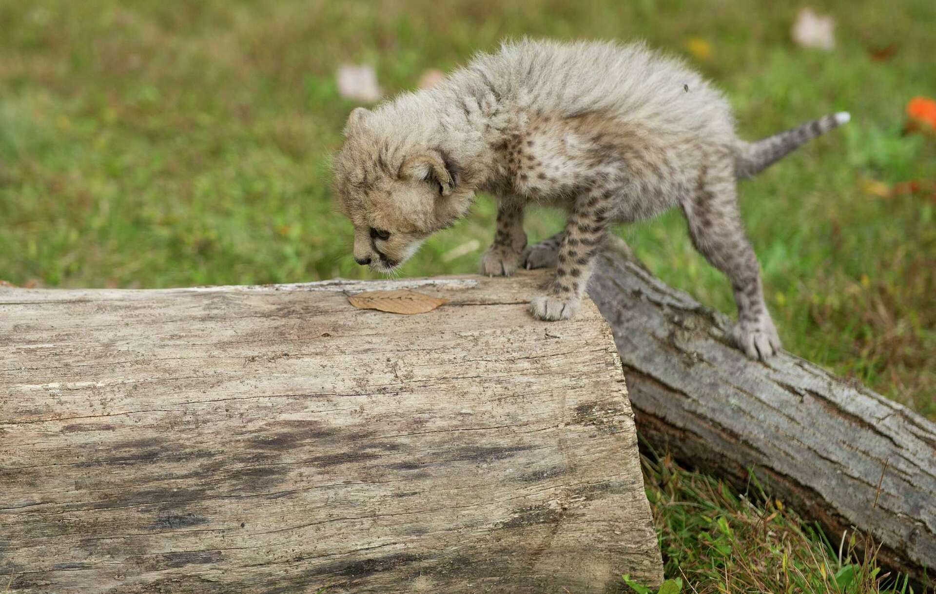 Greenwich cheetah cubs carry on rare genetic line